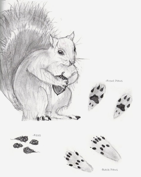 Gray Squirrel- Nature Notebooking- Science for Artistic Children | Harrington Harmonies