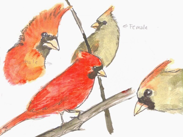 Nature Notebook page on Northern Cardinals | Harrington Hamronies
