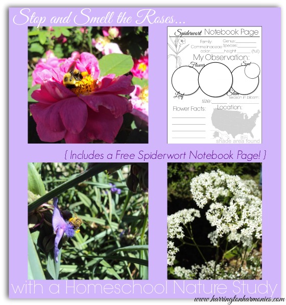 Homeschool Nature Study: Stop and Smell the Roses