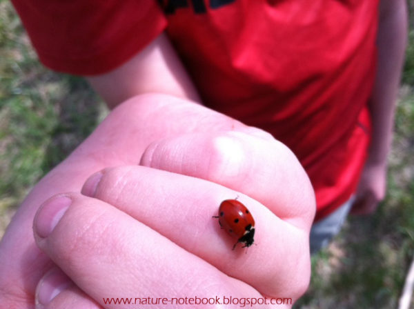 Lady Bugs: Nature's Best Pest Controler | Harrington Harmonies