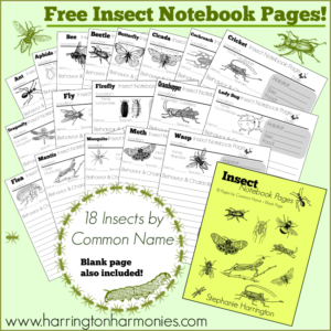 Free Insect Notebook Pages | Harrington Harmonies