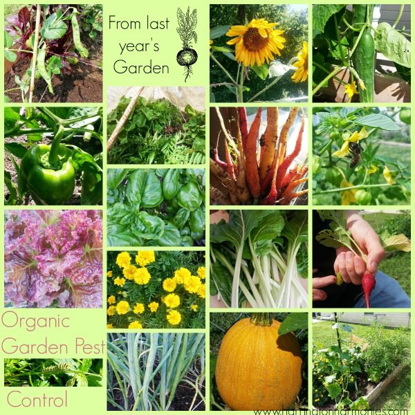 Organic Garden Pest Control- Earth Day 2014