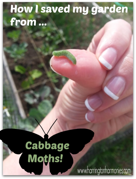 Garden Update: Cabbage Moth Control