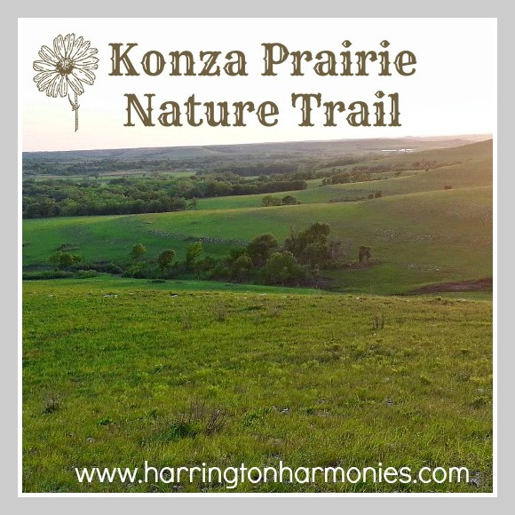 Konza Prairie Nature Trail- Kansas Nature Study