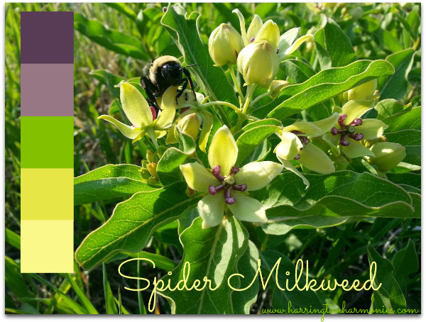 Spider Milkweed Colr Palate | Harrington Harmoneis