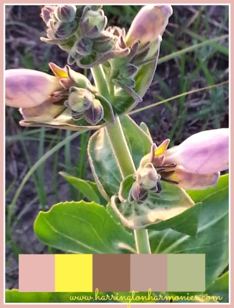 Color on the Kansas Prairie: Beardtongue Pink