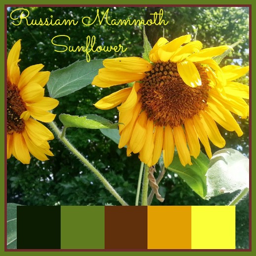 Color on the Kansas Prairie: Sunflower Yellow