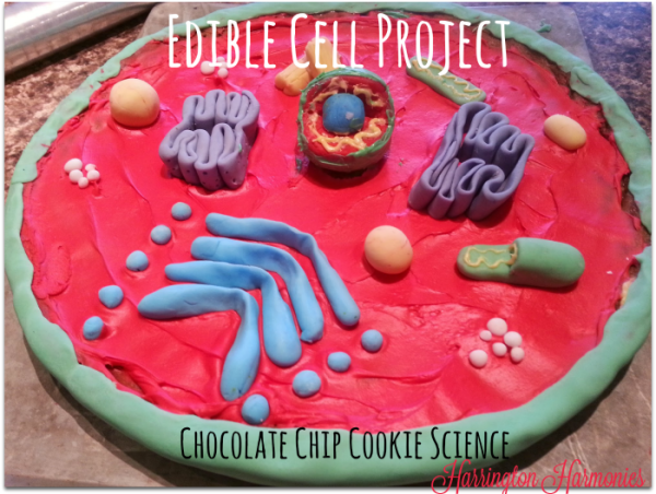 Edible Cell Project: Chocolate Chip Cookie Science